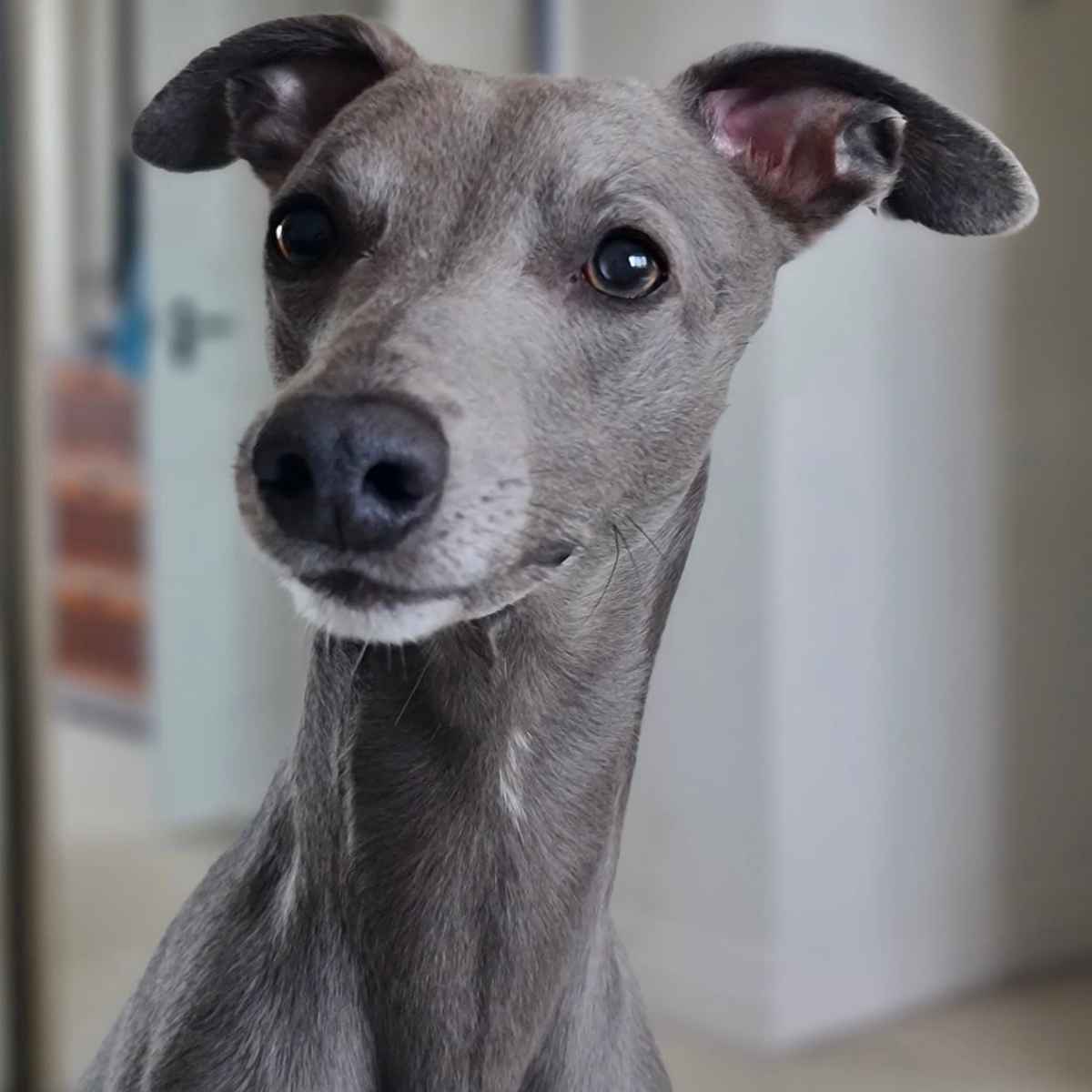 Dog pic 1