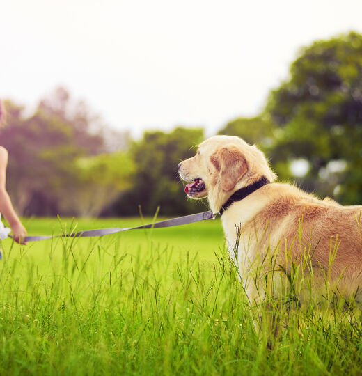 bigstock Young girl with golden retriev 19404545