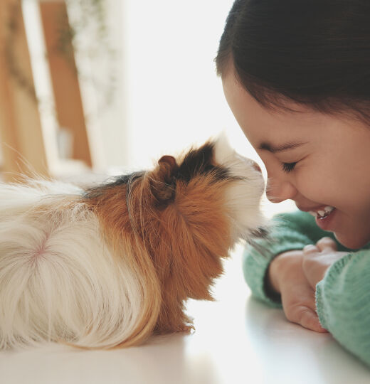 bigstock Happy Little Girl With Guinea  409845145