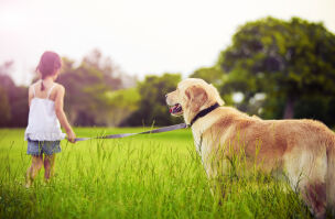 bigstock Young girl with golden retriev 19404545