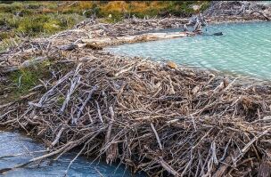 Right of way disputes learning from beavers