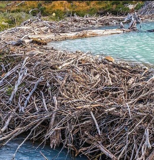 Right of way disputes learning from beavers