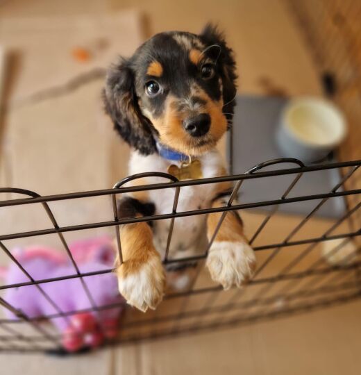 Frank dog
