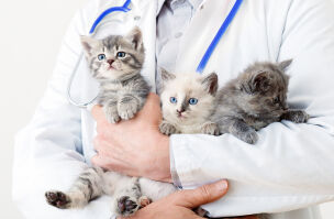 bigstock Funny Cats In Vet Doctor Hands 416598826